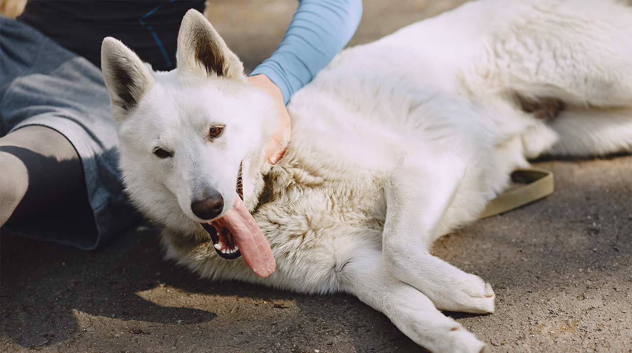 Soin énergétique animaux chien chat cheval Montpellier